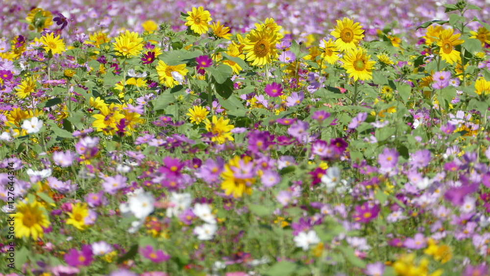 flower garden with very nice weather for background flower garden with very nice weather for background