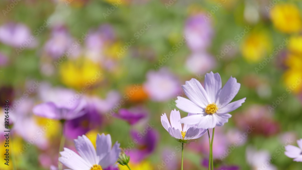 flower garden with very nice weather for background flower garden with very nice weather for background