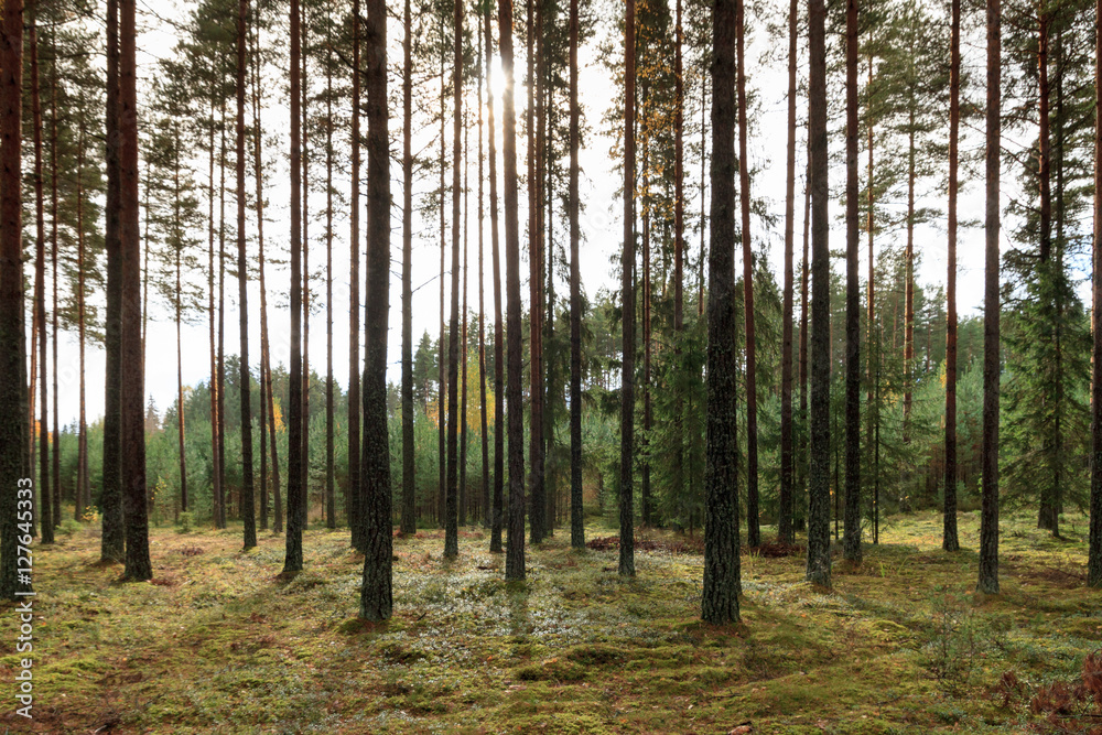 Obraz premium Moring rays in a forest in scandinavia
