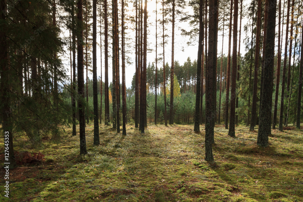 Moring rays in a forest in scandinavia Moring rays in a forest in scandinavia