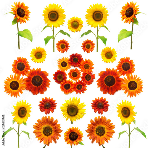 Fototapeta Naklejka Na Ścianę i Meble -  Sunflowers collection on the white background. 