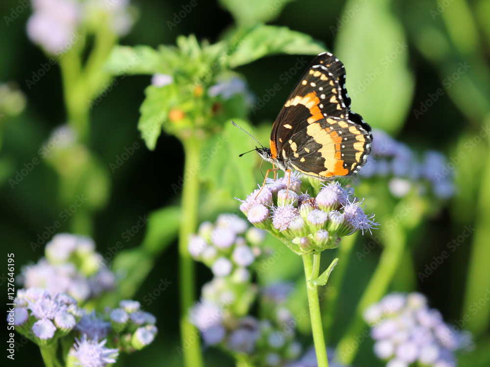 Bordered Patch Butterfly on Blue Mistflowers Bordered Patch Butterfly on Blue Mistflowers