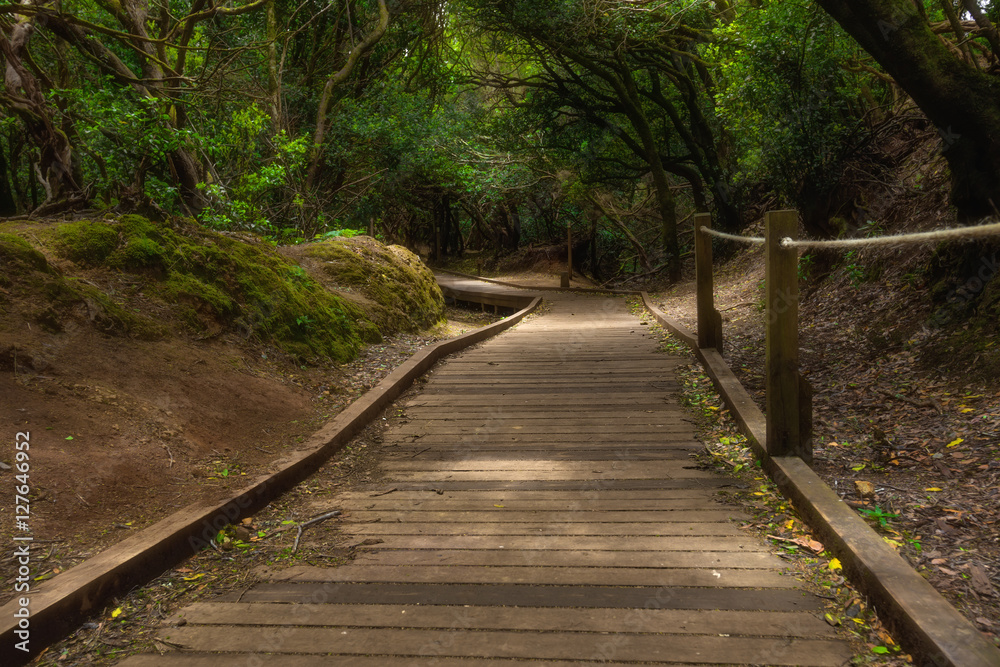 Sendero del bosque encantado, Laurisilva forest in Tenerife. Sendero del bosque encantado, Laurisilva forest in Tenerife.