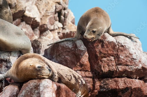 Group of fur seals sunbathing on the red cliffs. Isle of Ballestas, National Wildlife Preserve near Paracas, Peru.