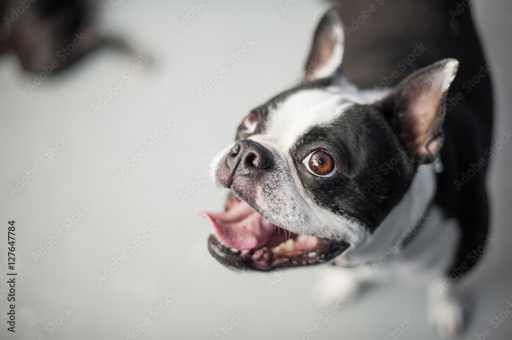 Boston terrier looking up at the camera while standing on a neutral floor. The dog has a gleeful expression on its black and white face. Boston terrier looking up at the camera while standing on a neutral floor. The dog has a gleeful expression on its black and white face.
