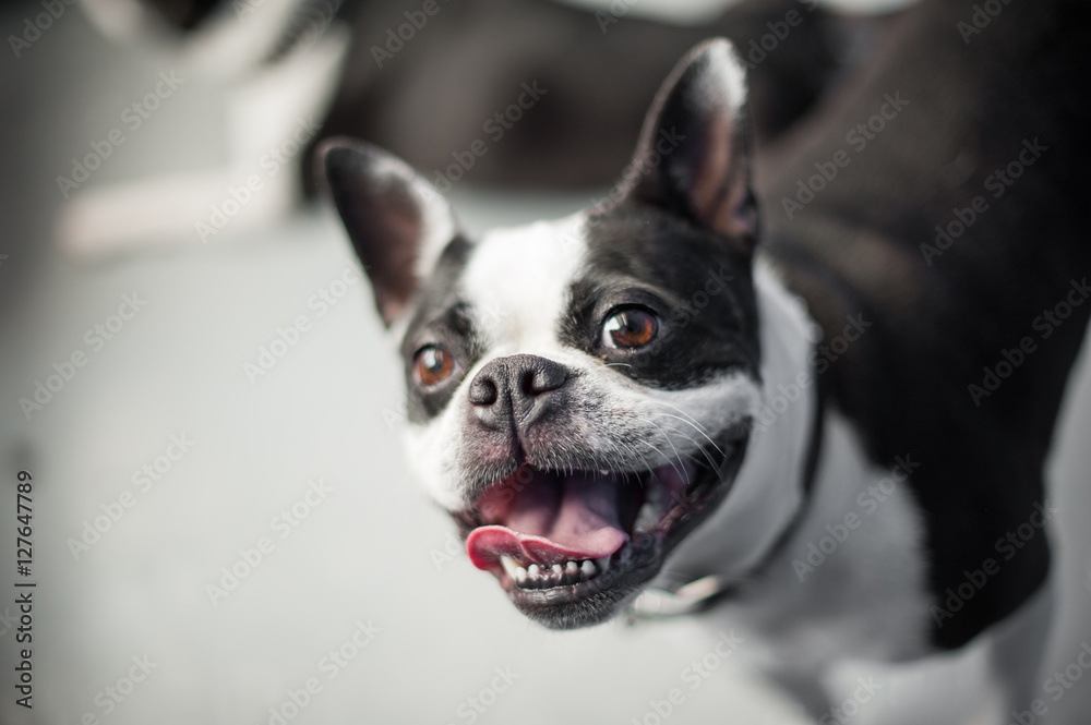 Boston terrier looking up at the camera while standing on a neutral floor. The dog has a gleeful expression on its black and white face.