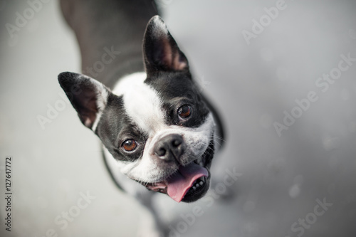 Boston terrier looking up at the camera while standing on a neutral floor. The dog has a gleeful expression on its black and white face. © studiolaska