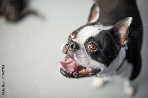 Boston terrier looking up at the camera while standing on a neutral floor. The dog has a gleeful expression on its black and white face.