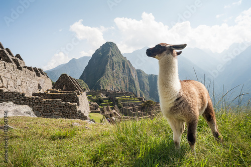 Llama in the ancient city of Machu Picchu, Peru. Overlooking ruins of the Inca citadel in the Andes Mountains and the river valley below.