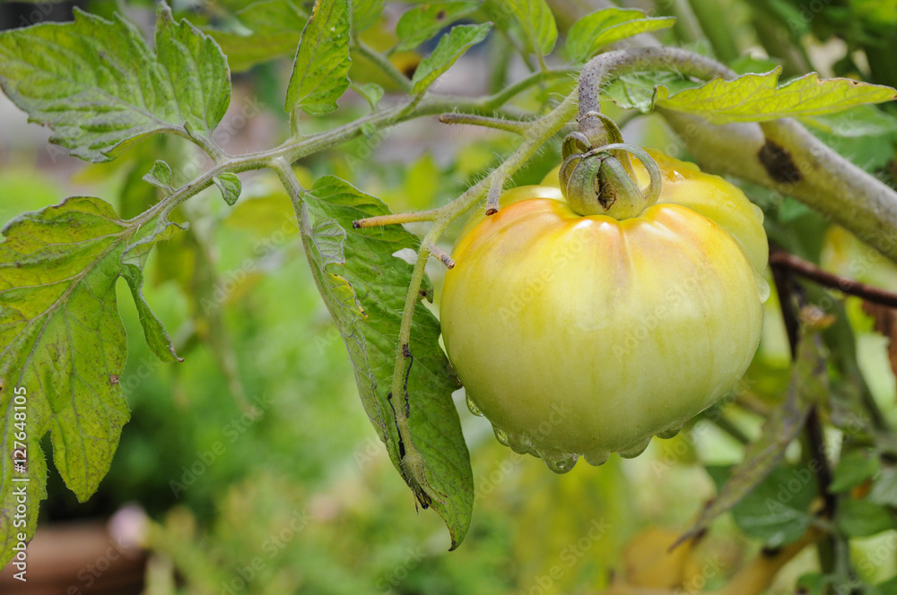 A cluster of green tomatoes on the vine in a garden