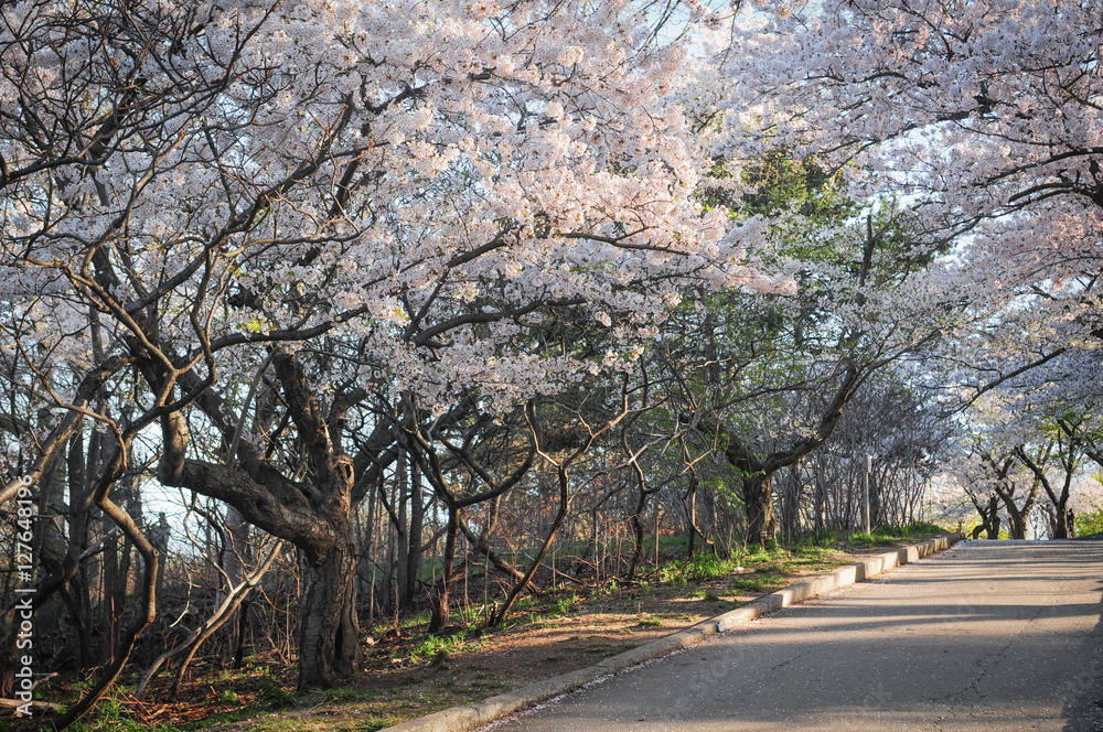 Japanese cherry blossom trees in the morning light. Spring sunrise in High Park, Toronto Japanese cherry blossom trees in the morning light. Spring sunrise in High Park, Toronto