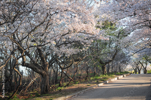 Japanese cherry blossom trees in the morning light. Spring sunrise in High Park, Toronto