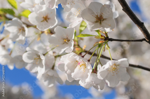 Japanese cherry blossom trees in the morning light. Flowering tree branches on a bright blue background © studiolaska