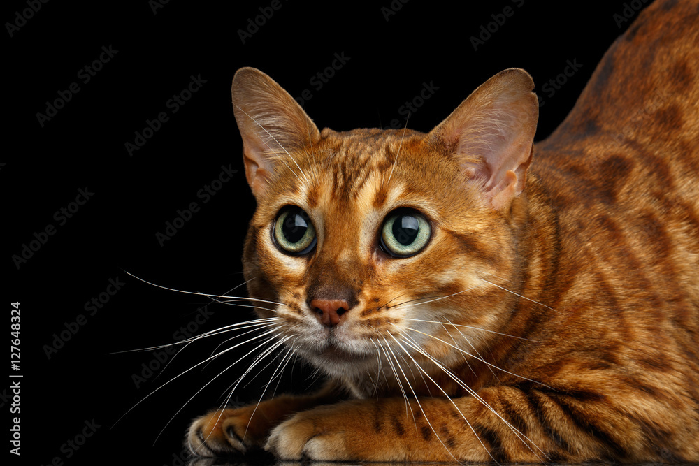Close-up Funny Bengal Cat, Curious Looking in camera with beautiful green eyes, isolated on Black Background Close-up Funny Bengal Cat, Curious Looking in camera with beautiful green eyes, isolated on Black Background
