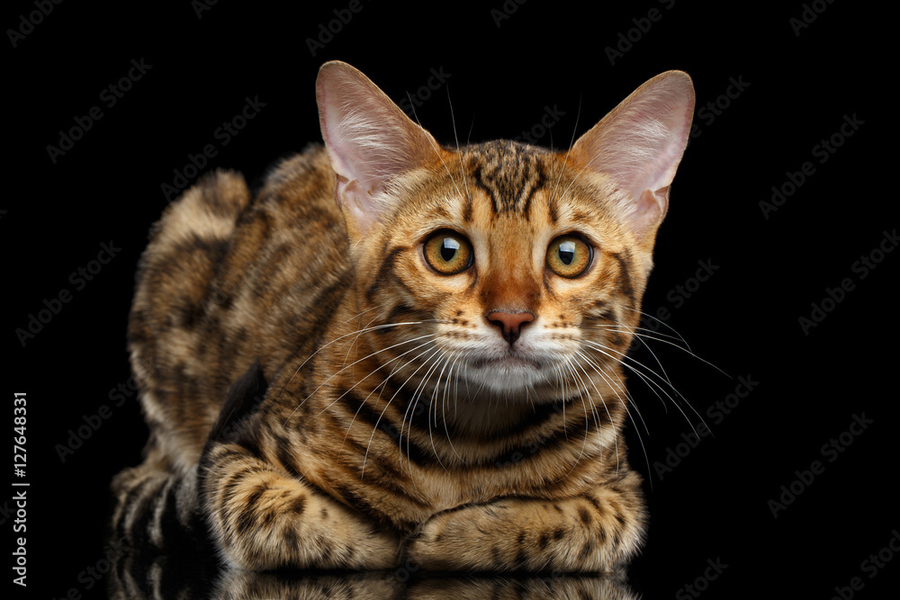 Adorable Bengal kitten Lying and Looking Curious in Camera on isolated Black Background with reflection, Front view, Funny ears
