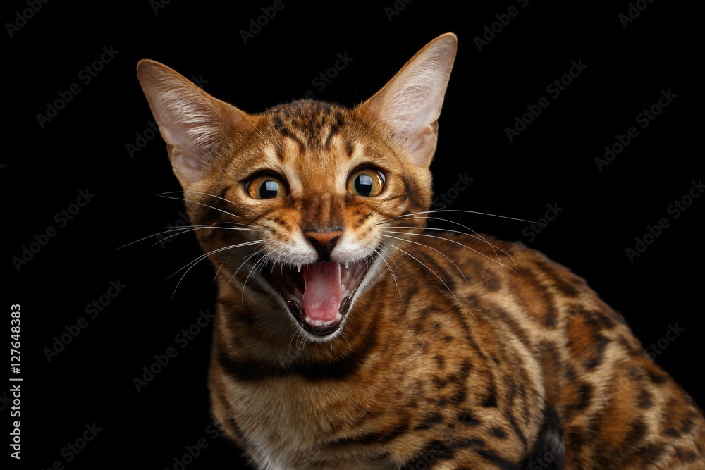 Close-up portrait of Adorable Bengal kitten, rosette on gold fur, Sitting and Looking Curious in Camera and meowing on isolated Black Background , Front view
