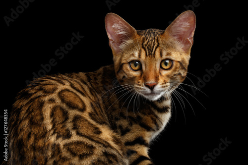 Close-up Adorable gold Bengal kitten Sitting and Looking Curious in Camera on isolated Black Background ,Back view on rosette © seregraff
