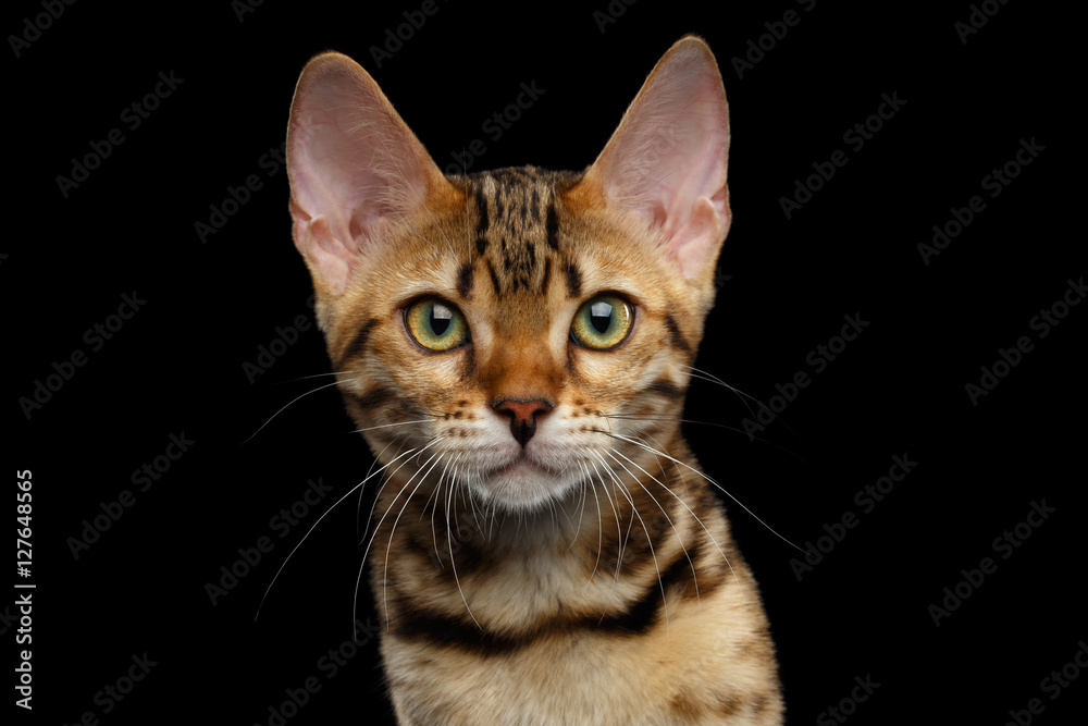 Close-up Portrait of Adorable breed Bengal kitten in front view, Looking in camera with beautiful eyes isolated on Black Background