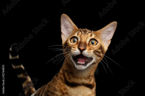 Close-up Portrait of Adorable breed Bengal kitten in front view, Surprised Meowing isolated on Black Background