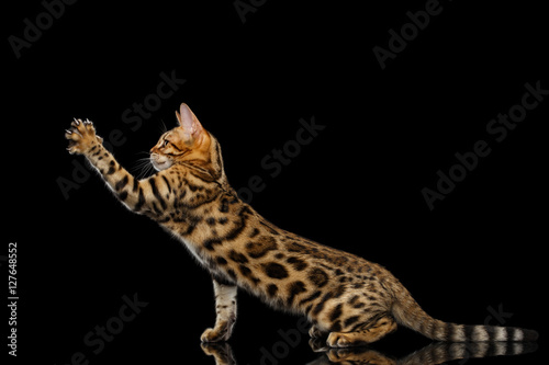 Playful kitty Bengal breed, gold Fur with rosette, Sits and stretched up paw on isolated on Black Background with reflection © seregraff