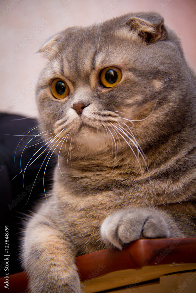 Кот породы британский вислоухий фотография Stock | Adobe Stock