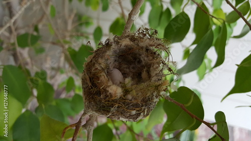 Hummingbird Egg