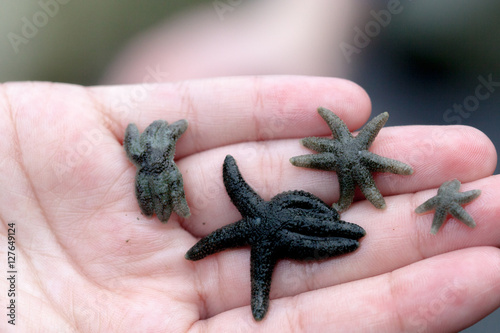Very small starfish