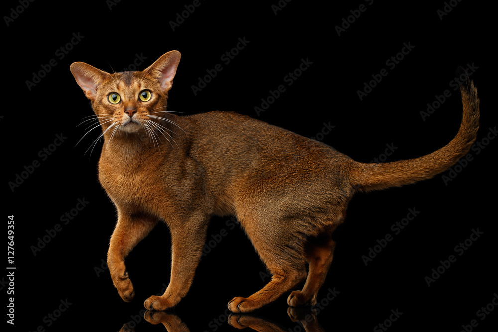 Playful abyssinian cat standing at side with curious face, isolated on black background with reflection