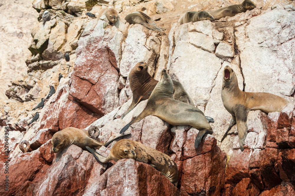 Group of fur seals sunbathing on the red cliffs. Isle of Ballestas, National Wildlife Preserve near Paracas, Peru. Group of fur seals sunbathing on the red cliffs. Isle of Ballestas, National Wildlife Preserve near Paracas, Peru.