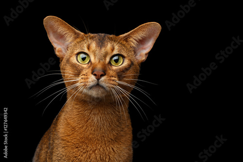 Closeup head of Purebred abyssinian cat in front portrait isolated on black background