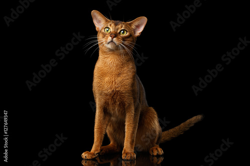 clumsy abyssinian cat sitting with curious face  isolated on black background with reflection