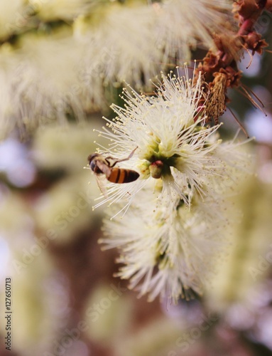Cute Beadle insect on leaf and flower