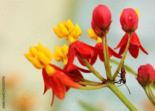 Cute Beadle insect on leaf and flower
