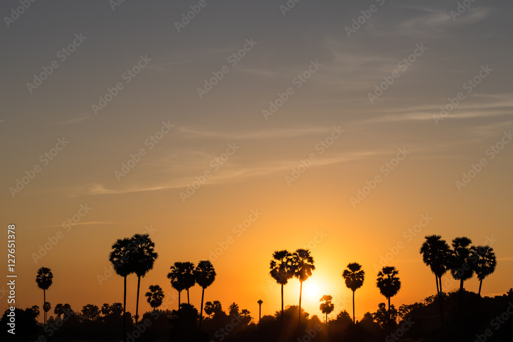 Silhouette sugar palm sunrise.