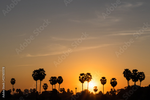 Silhouette sugar palm sunrise.