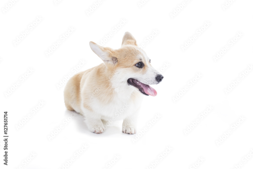 Corgi puppy isolated on a white background