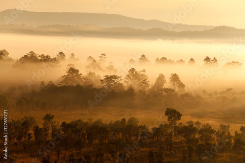 Fog in forest at Thung Salang Luang National Park Phetchabun,Tun