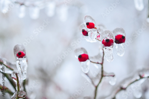 Nature encased in ice after a storm. Ice storm in Toronto, frozen water droplets on branches. Beautiful background, shallow depth of field with copy space. Icicles on red berries.