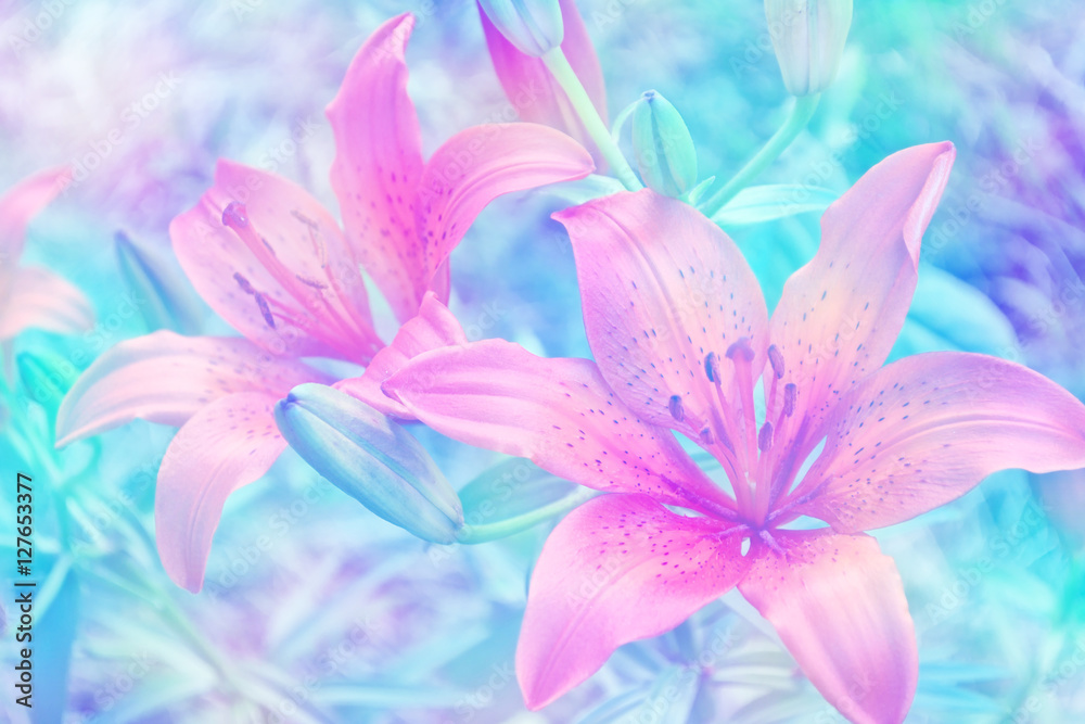 Fototapeta premium Colorful bright lily flowers on a background of the summer lands