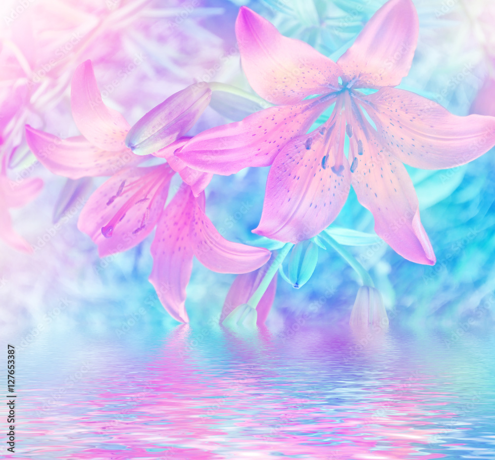 Colorful bright lily flowers on a background of the summer lands Colorful bright lily flowers on a background of the summer lands