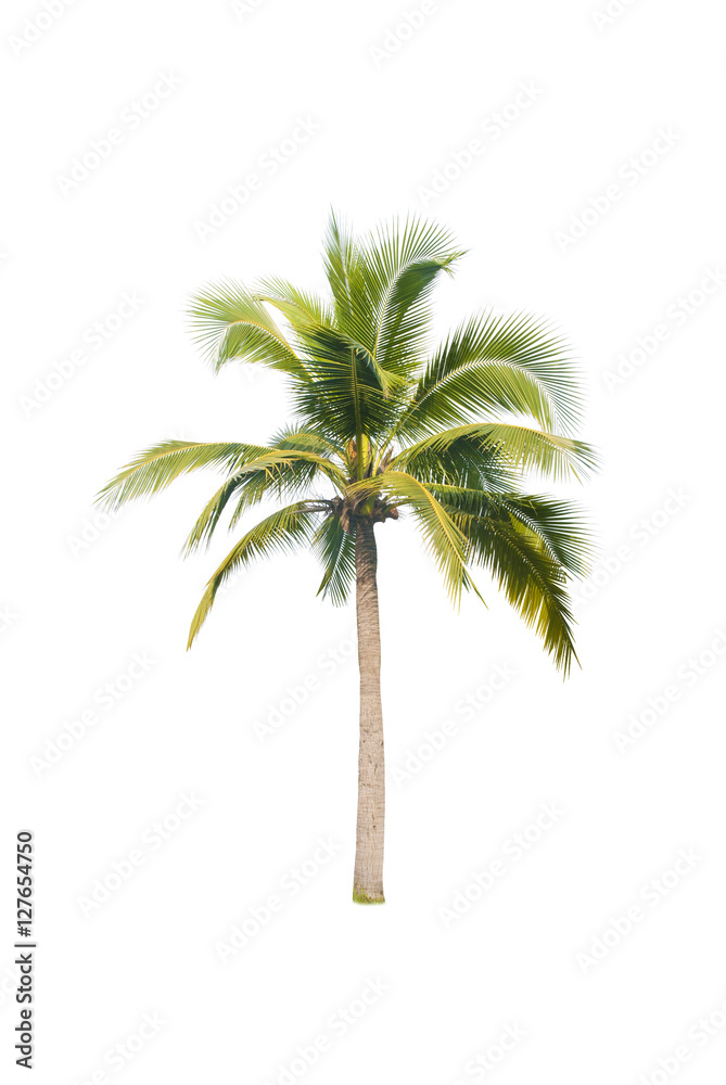 Obraz premium coconut tree on white background 