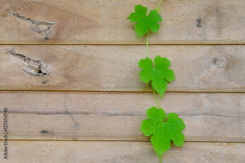 Green ivy leaf on old wood wall