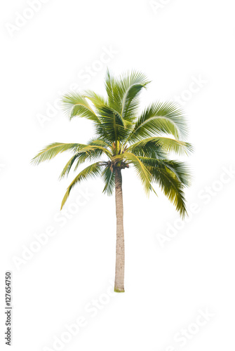 coconut tree on white background 