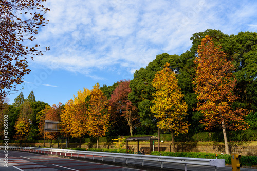 赤坂御用地の紅葉