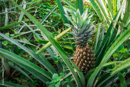 Pineapple tropical fruit, Planting to increase productivity in the rubber plantations