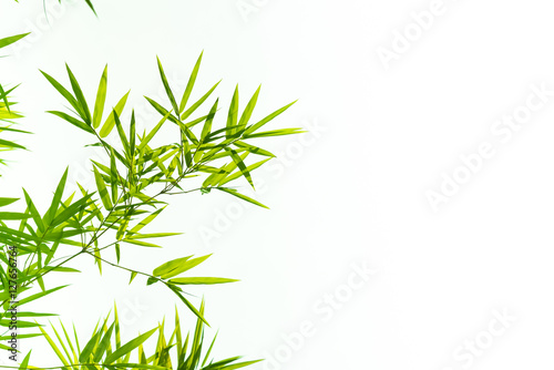 Bamboo leaves