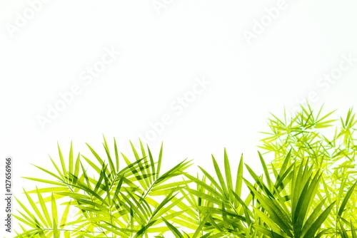 Bamboo leaves