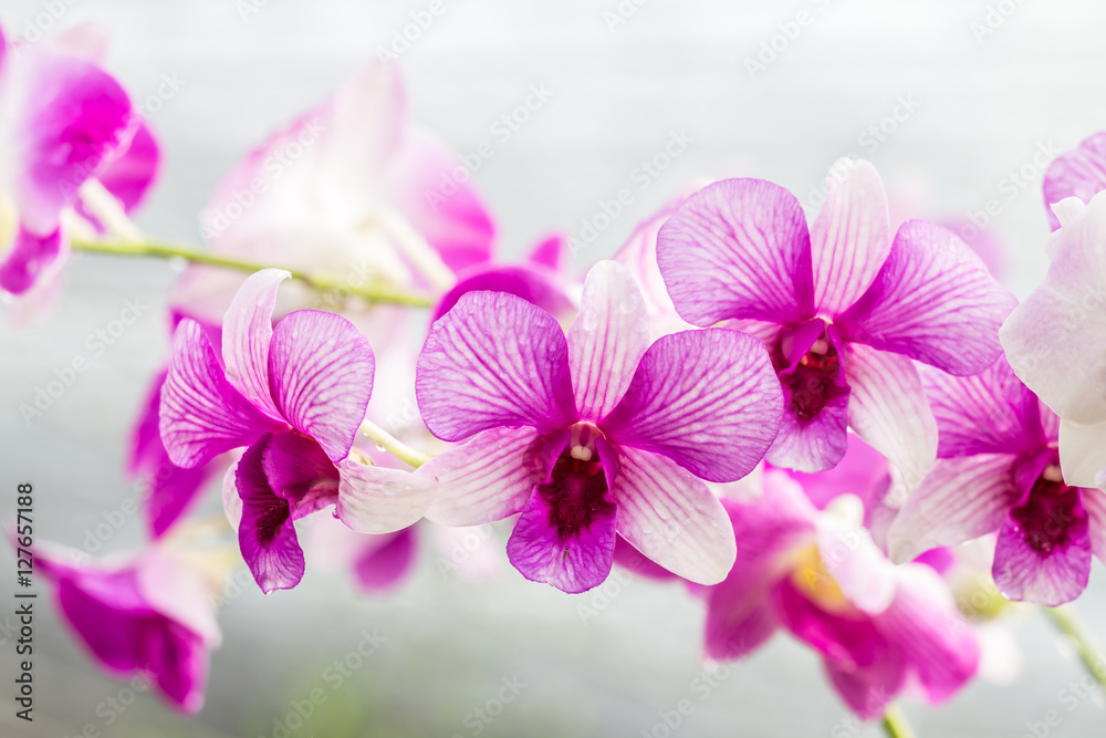 Obraz premium Purple orchids on vintage style.
