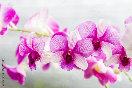 Purple orchids on vintage style. © winlyrung