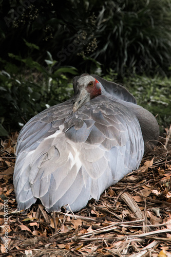 Brolga photo